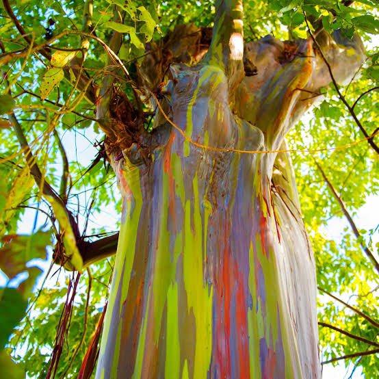 <p>Rainbow Eucalyptus Trees</p>