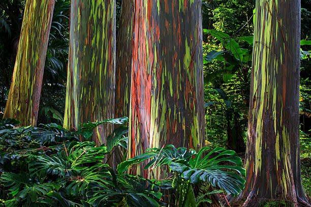 <p>Rainbow Eucalyptus Trees&nbsp;</p>