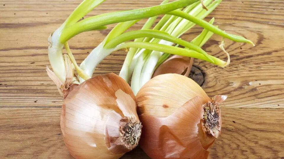 <p>Sprouted Onions&nbsp;</p>