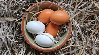 Brown eggs vs white eggs