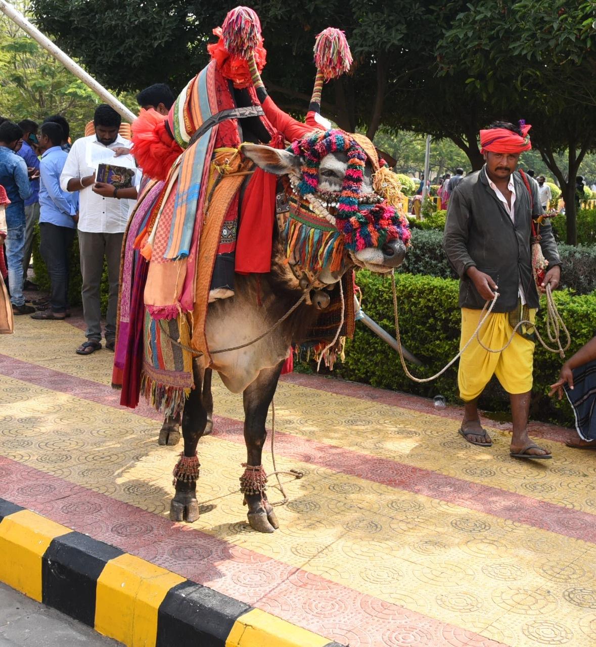 గంగిరెద్దులతో సంక్రాంతి శోభ