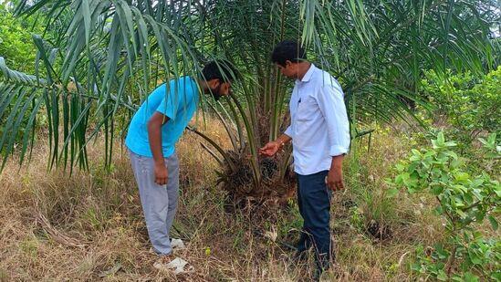 Oil Palm Cultivation : చెట్లకు డబ్బులు కాస్తాయా..! వీటిని పెంచితే మీకే తెలుస్తుంది