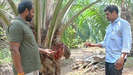 ఆయిల్ పామ్ తోటల్లో క్రమం తప్పకుండా కలుపు తీయాలి. అవసరమైతే కలుపు నివారిణిని ఉపయోగించవచ్చు.