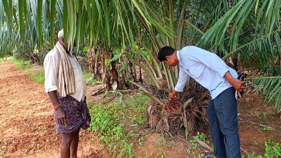 ఆయిల్ పామ్ మొక్కలకు సమతుల్య ఎరువులను అందించాలి. కోర్త తర్వాత మొక్కలకు ఎరువులు వేస్తే మంచిది.