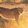<p>International Cheetah Day: మీరు చిరుతలను నేరుగా చూడటం, చిరుత వేటాడటం ఎలా ఉంటుందో చూడాలనుకుంటే చీతా సఫారీ కోసం ఉత్తమ ప్రదేశాలకు వెళ్లండి. డిసెంబర్ 4 అంతర్జాతీయ చిరుతల దినోత్సవం సందర్భంగా చీతా సఫారీ చేయండి.</p>