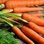 International Carrot Day | క్యారెట్ గురించి ఆసక్తికరమైన- ఆరోగ్యకరమైన విషయాలు..