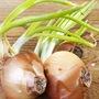 Sprouted Onions :మొలకెత్తిన ఉల్లిపాయలు తింటే ఆరోగ్యానికి మంచిదేనా?