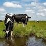<p>Dutch Farmers oppose reducing nitrogen emissions, watch video</p>