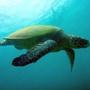 Olive Ridley Turtles : ఆలీవ్ రిడ్లే తాబేళ్లు.. 20 వేల కిలోమీటర్లు ప్రయాణించి.. పుట్టిన చోటే సంతానోత్పత్తి