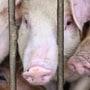 African swine fever: ఆఫ్రికన్ స్వైన్ ‌ఫీవర్.. 2 వారాల్లో 2 వేల పందుల మృతి