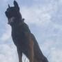 Army assault dog Zoom dies: సాహస శునకం ‘జూమ్’ కన్నుమూత
