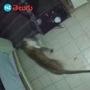 Leopard Kills Dog : ఇంట్లోని కుక్కపై చిరుత దాడి - వీడియో వైరల్