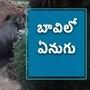 Elephant Viral Video : బావిలో పడిన ఏనుగును ఎలా రక్షించారో చూడండి