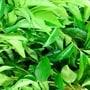 Curry leaves: కరివేపాకుతో ఆరోగ్య ప్రయోజనాలు