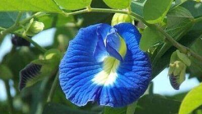 Aparajita Plant Flower: అపరాజిత పుష్పం