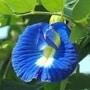 Aparajita Plant Flower: అపరాజిత పుష్పం
