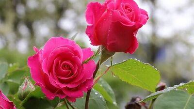 Rose Gardening Tips: 