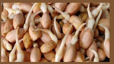 Peanut Sprouts Health Benefits