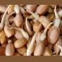 Peanut Sprouts Health Benefits