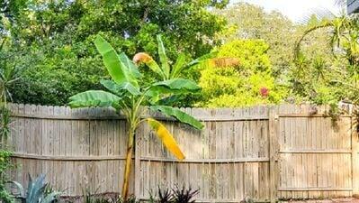 Banana Plant Benefits