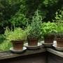Herb Garden Ideas 