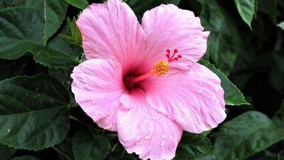 Hibiscus for Hair