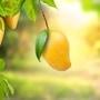 Can Diabetics Eat Mango