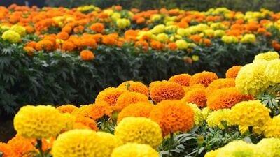 Marigold Flower for Hair
