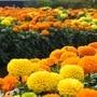 Marigold Flower for Hair