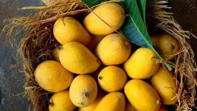 Mango Picking Tips