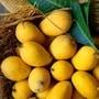 Mango Picking Tips