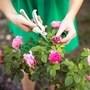 Rose Plants Care in Summer: 