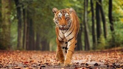 interesting facts about tiger