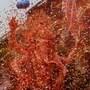 <p>ముంబైలో గణేషుడిని నిమజ్జనం కోసం అరేబియా సముద్ర తీరానికి ఘనంగా తీసుకువెళ్తున్న భక్తులు</p>