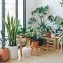 Indoor_plants